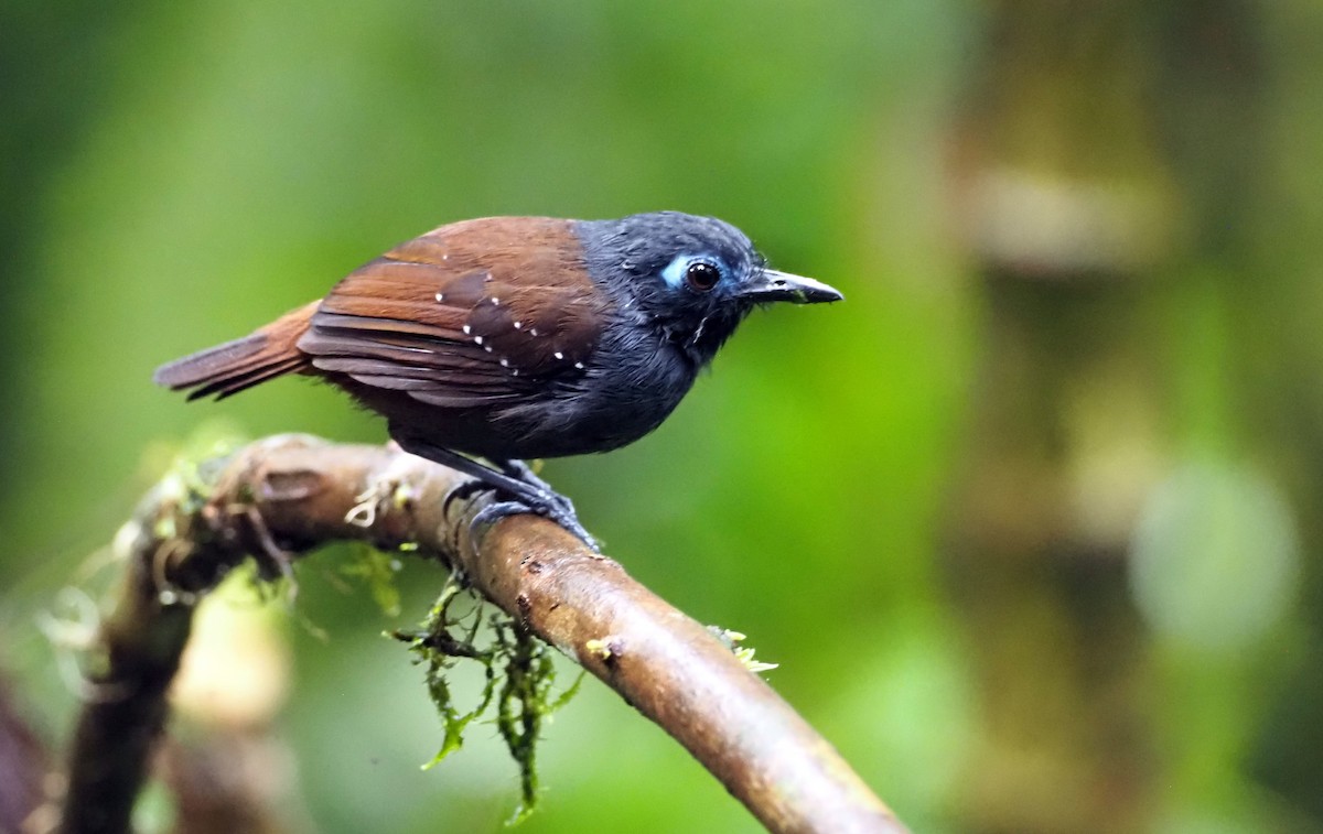 Chestnut-backed Antbird (Short-tailed) - ML555693441