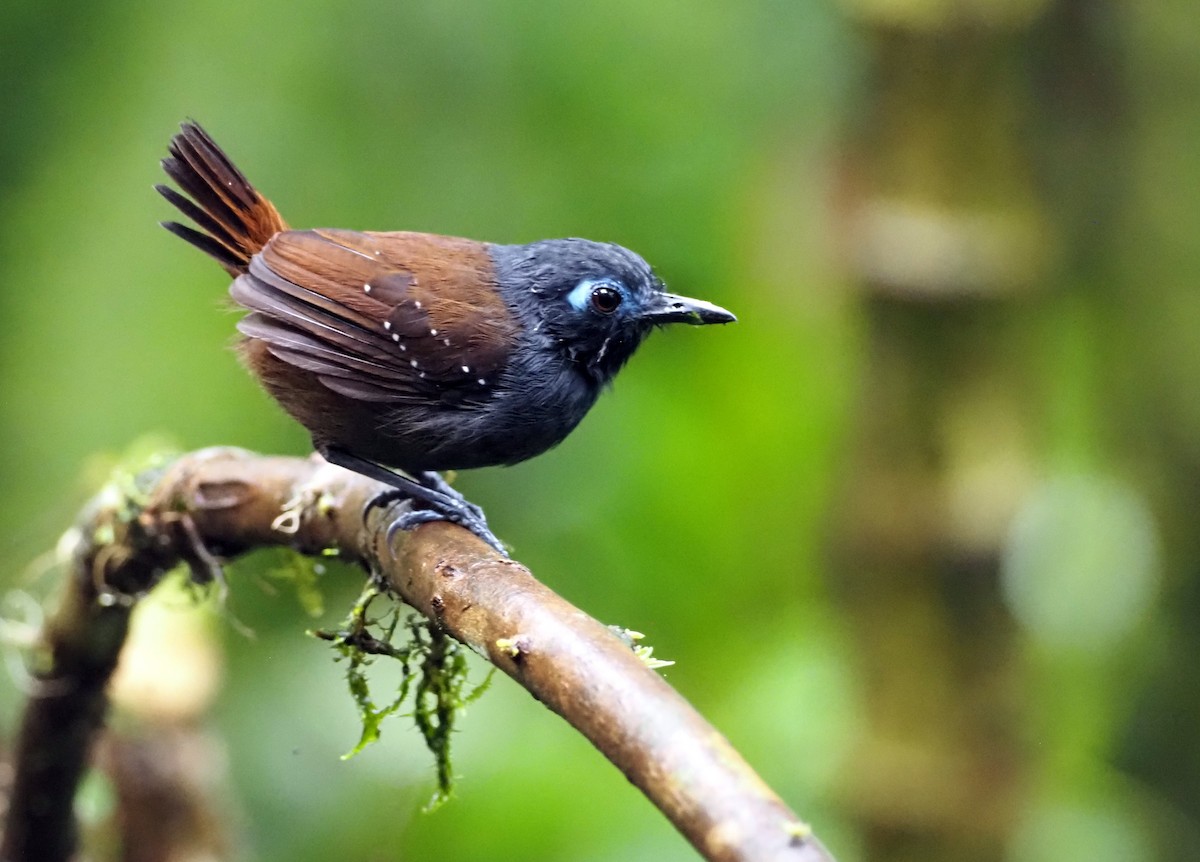 Chestnut-backed Antbird (Short-tailed) - ML555693451