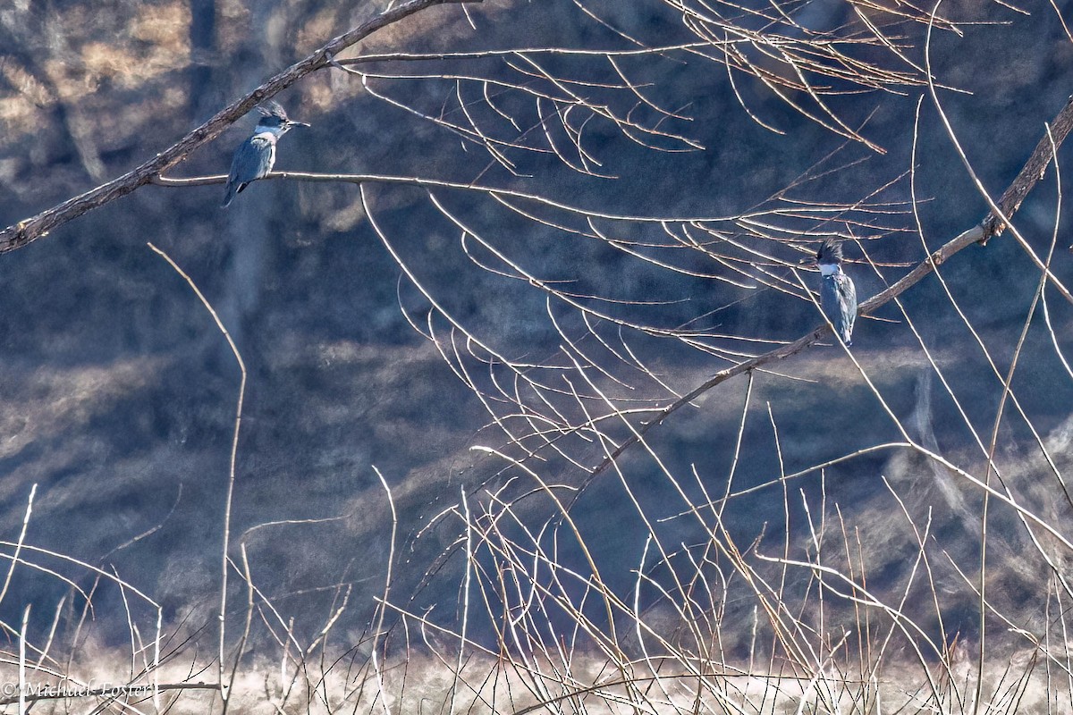 Belted Kingfisher - ML555696111