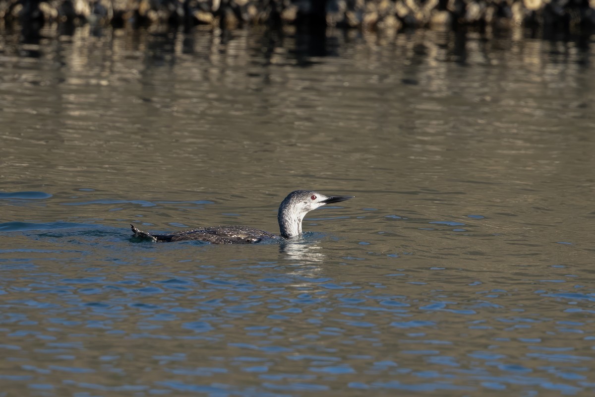 Red-throated Loon - ML555701391