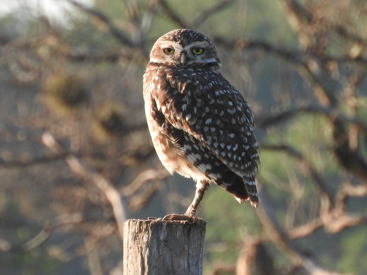 Burrowing Owl - ML555703361