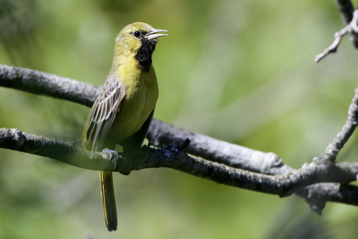 Orchard Oriole - ML555706081