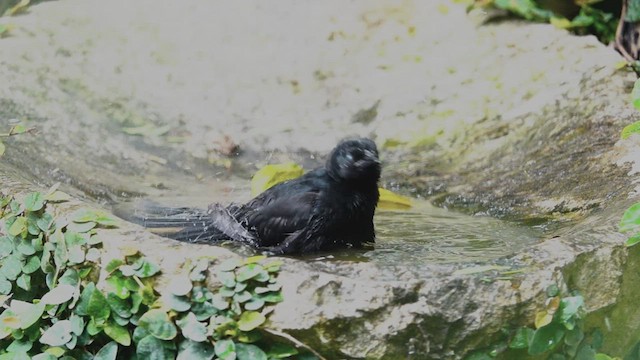 Scrub Blackbird - ML555709151