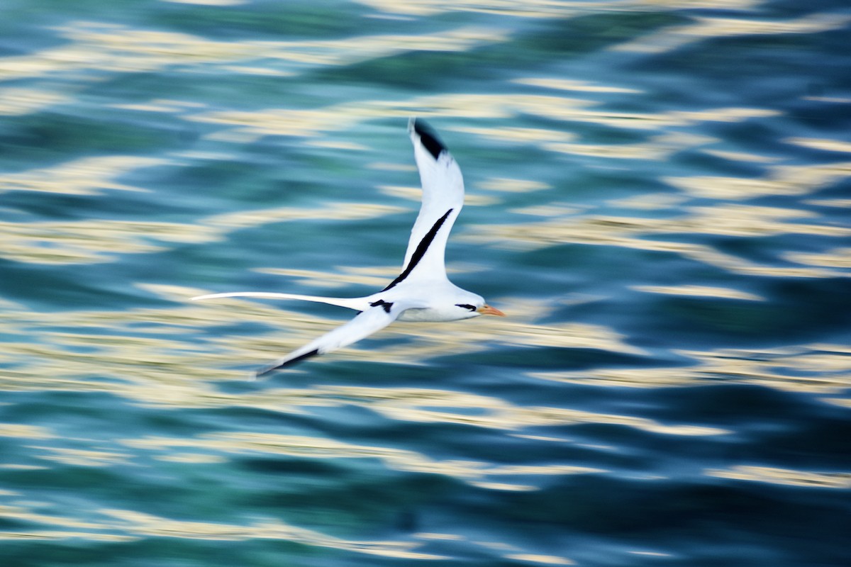 White-tailed Tropicbird (Atlantic) - ML555714941