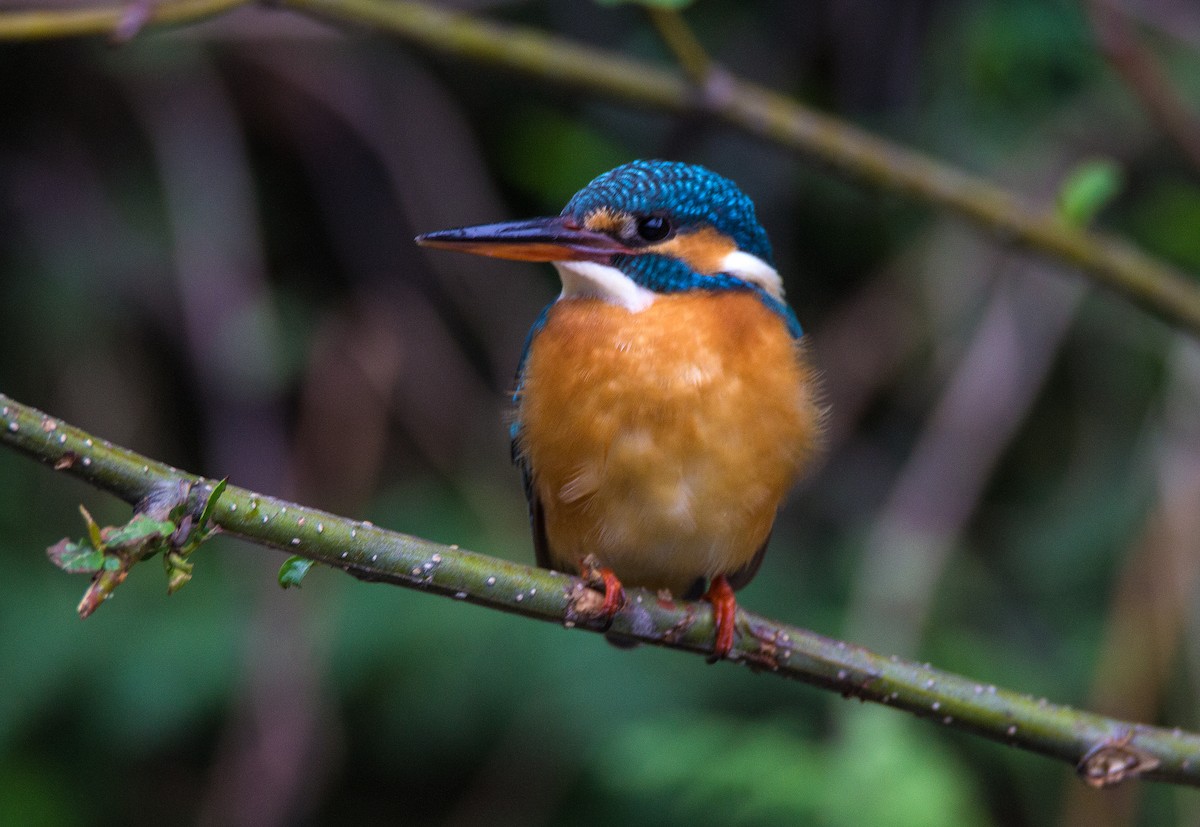 Common Kingfisher - Sudhir Reddy