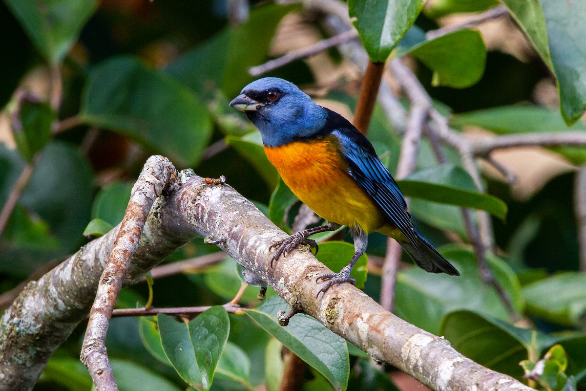 Blue-and-yellow Tanager - ML555717241