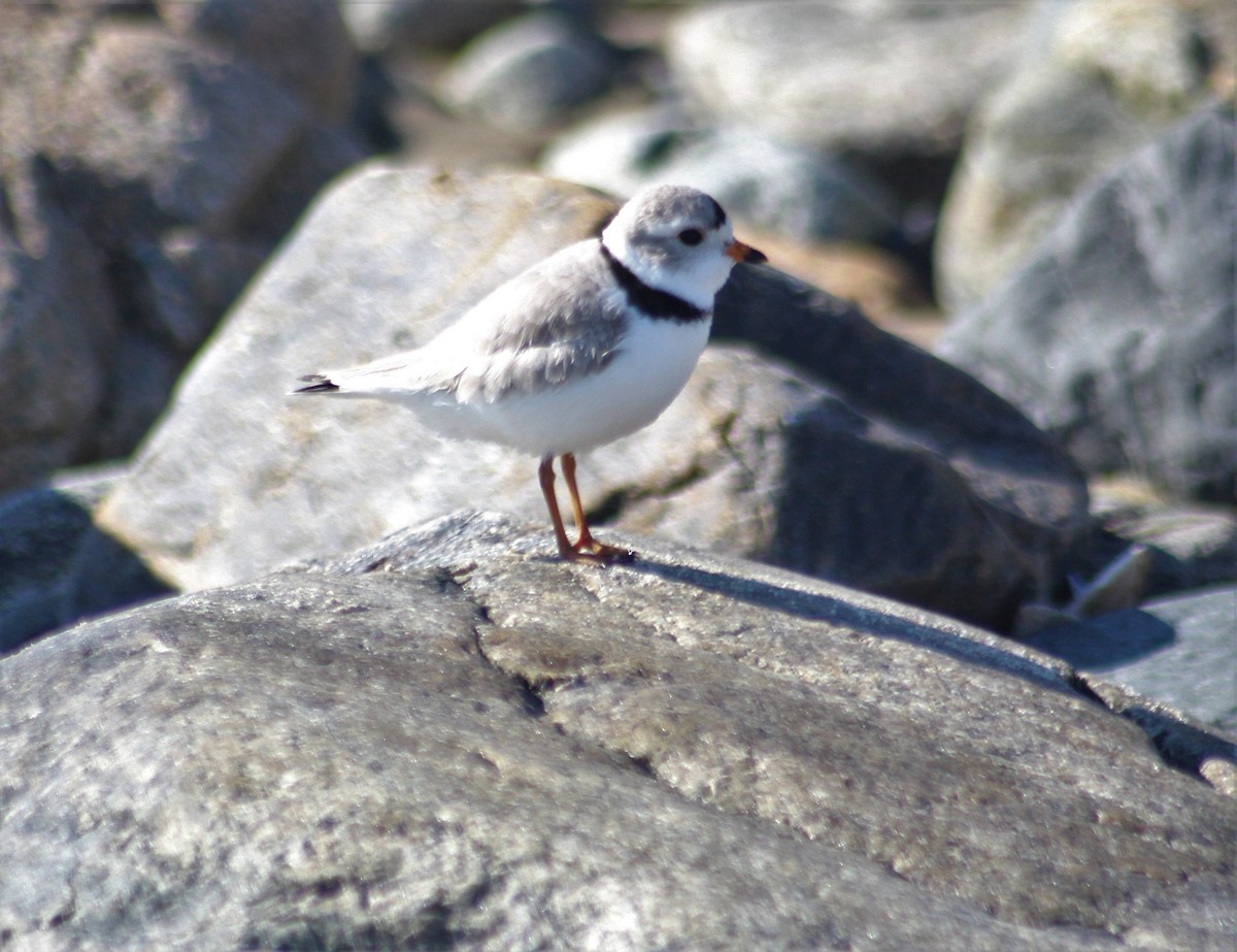 Piping Plover - ML555720321