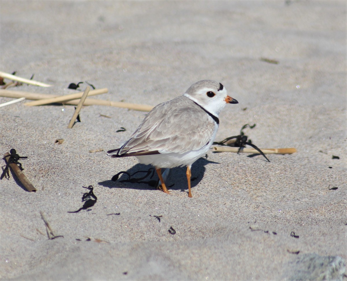 Piping Plover - ML555720331