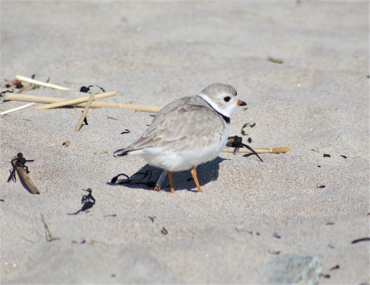 Piping Plover - ML555720341