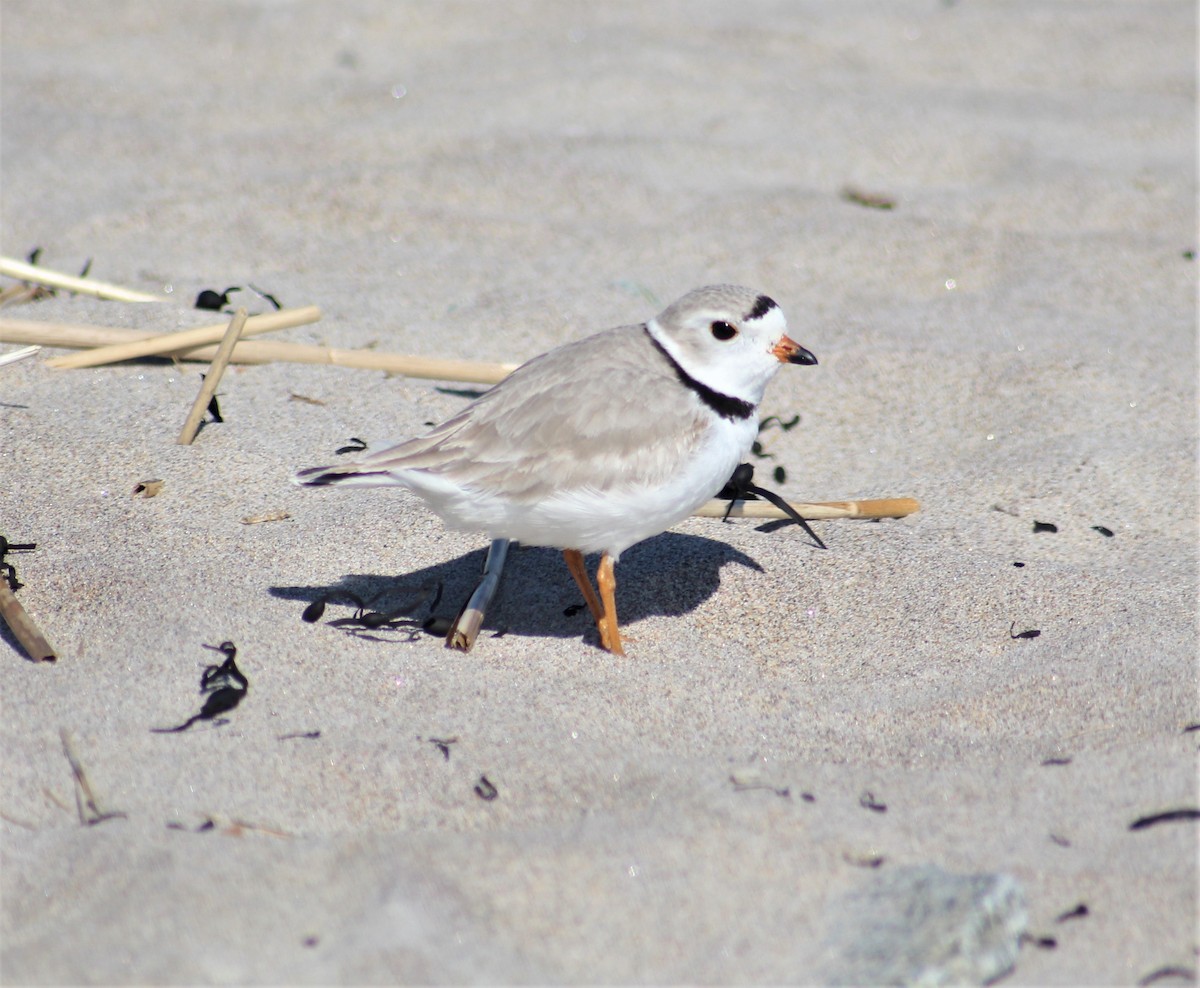 Piping Plover - ML555720361
