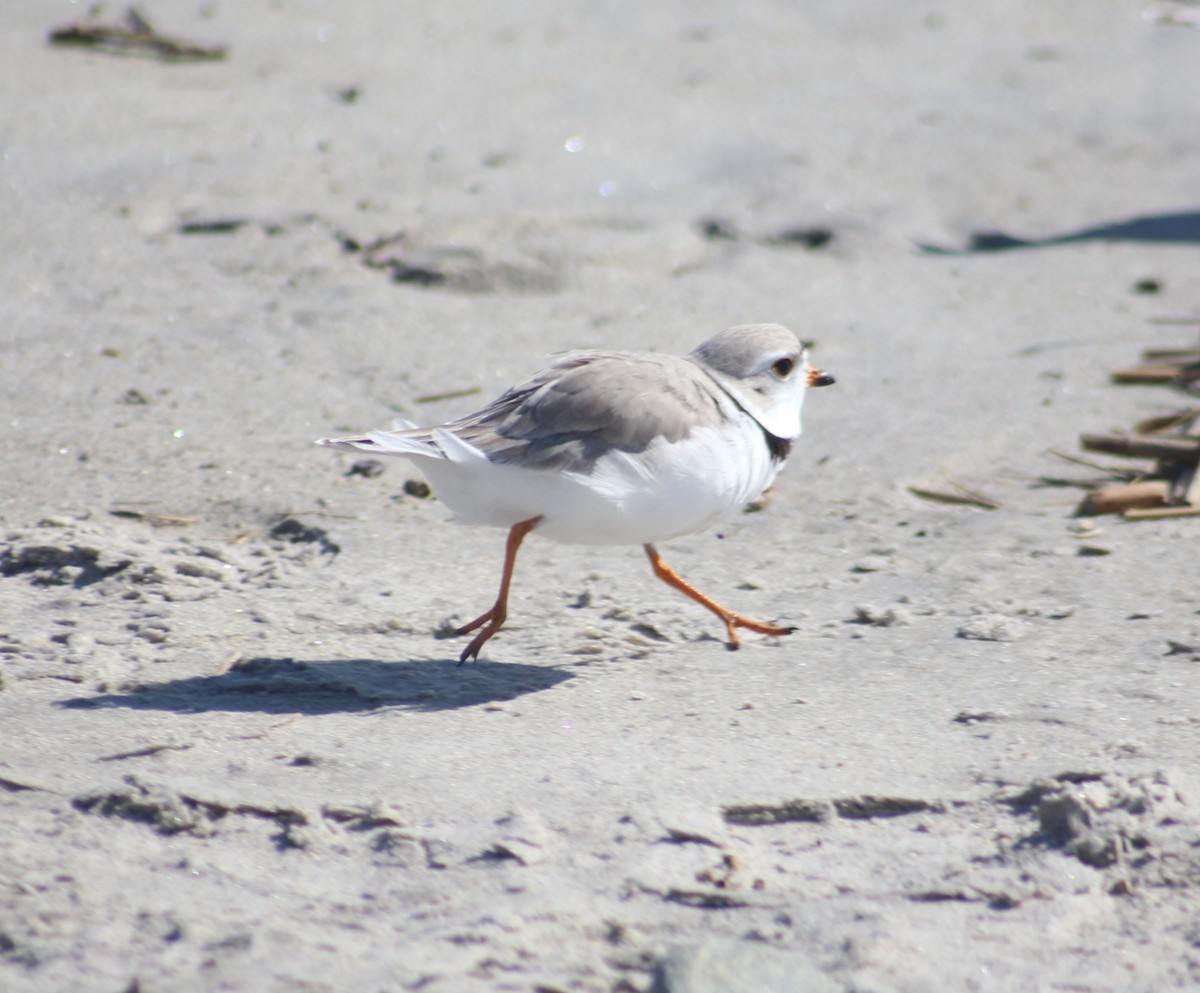 Piping Plover - ML555720381