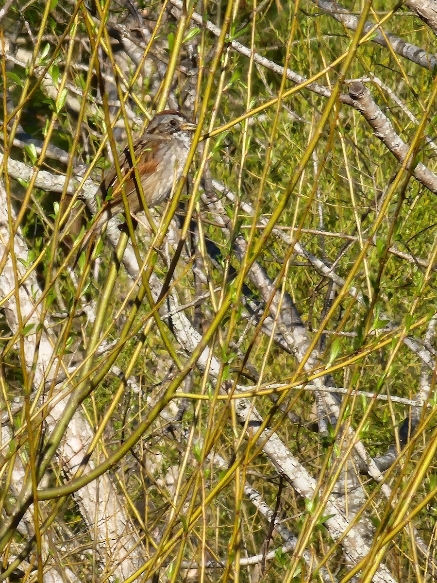 Swamp Sparrow - ML555721881