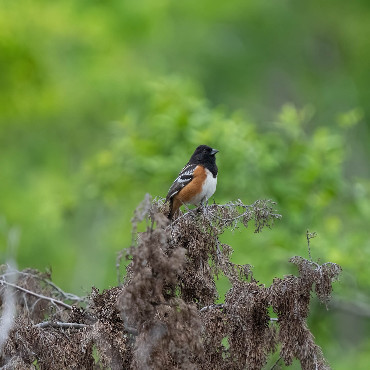 Spotted Towhee - Lorrie-David Mathers