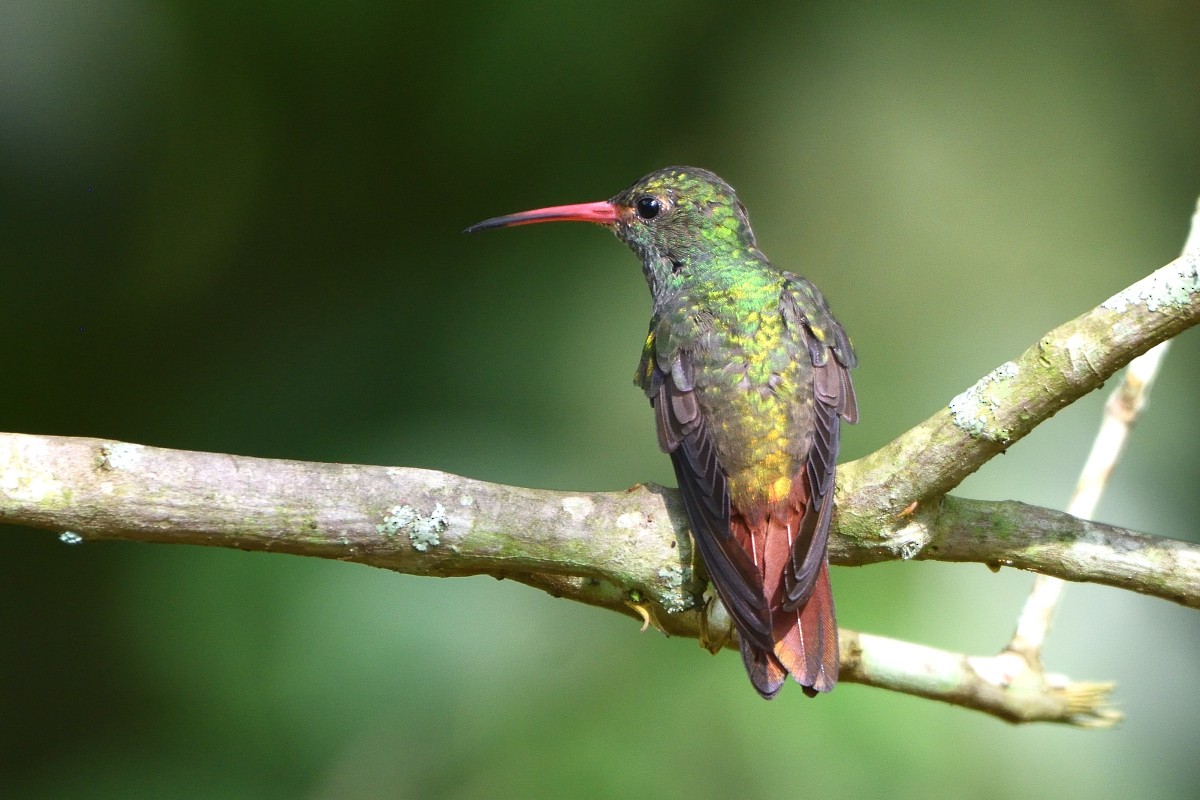 Rufous-tailed Hummingbird - Richard Guillet