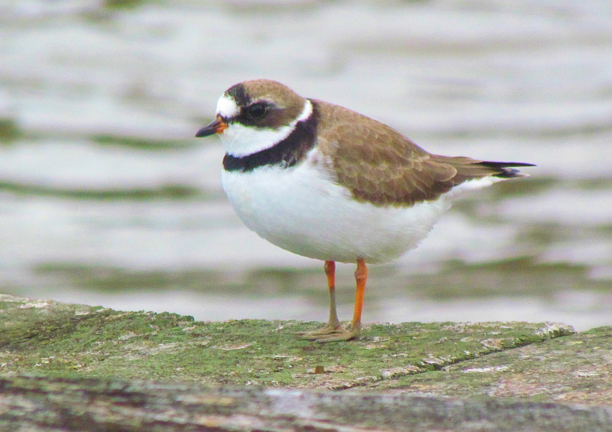 Semipalmated Plover - ML555729681