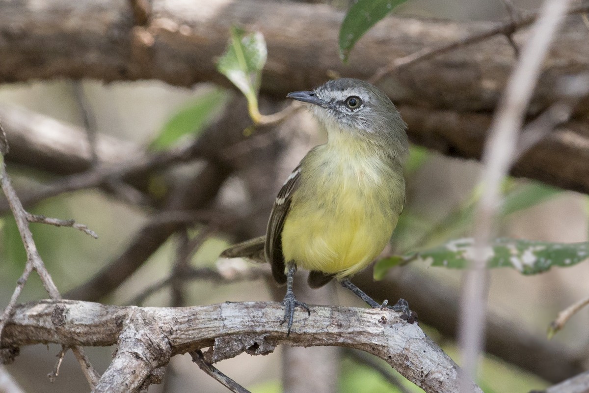 Pale-tipped Tyrannulet - ML555731701