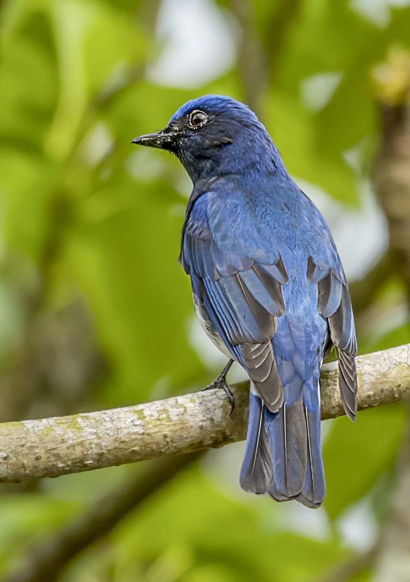 Blue-and-white Flycatcher - ML555732841