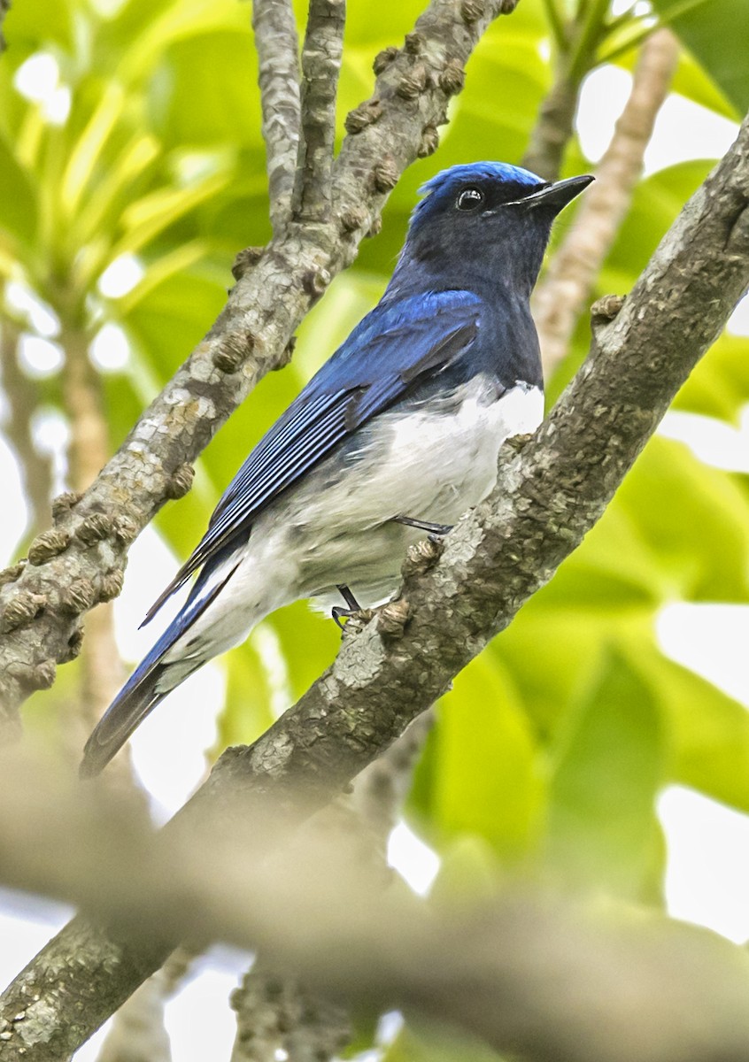 Blue-and-white Flycatcher - ML555732851