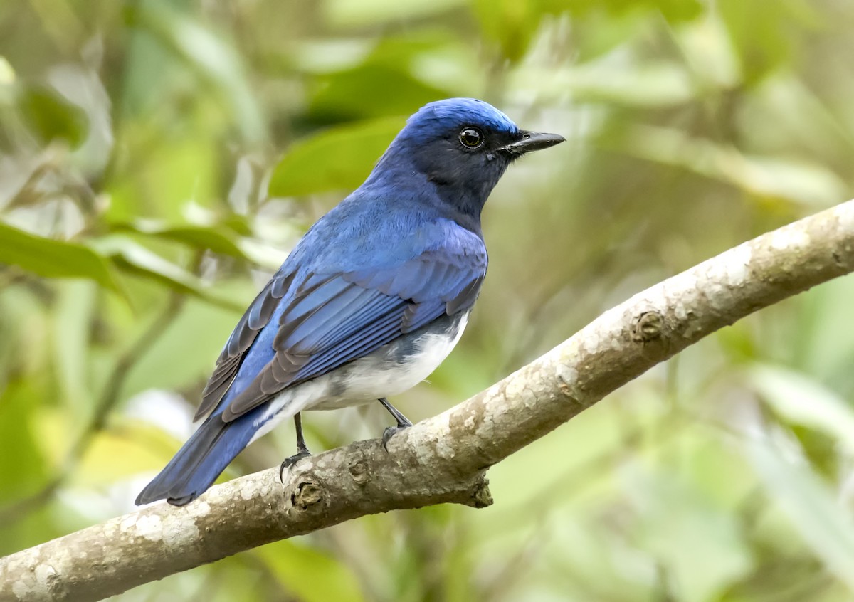 Blue-and-white Flycatcher - ML555732861