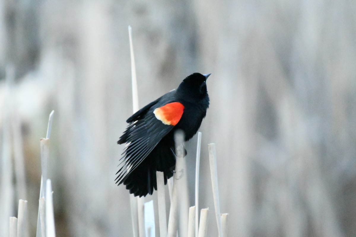 Red-winged Blackbird - ML555738151