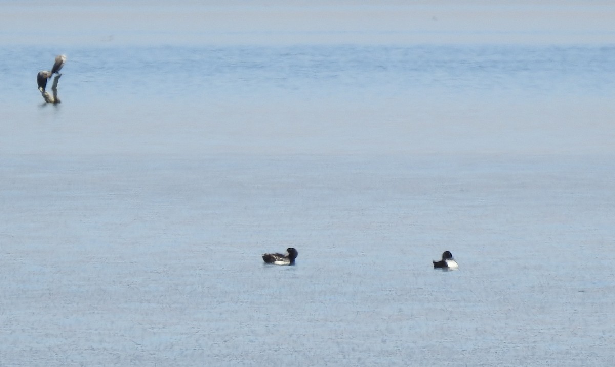 Greater Scaup - ML555741061