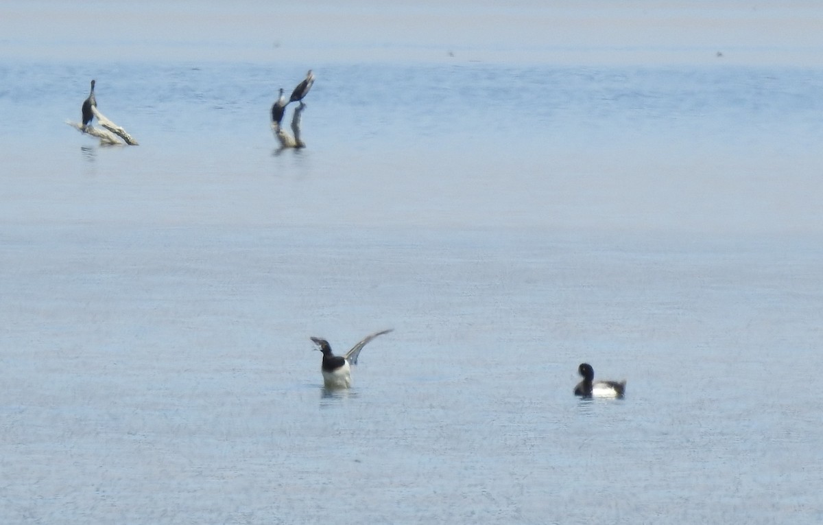 Greater Scaup - ML555741121
