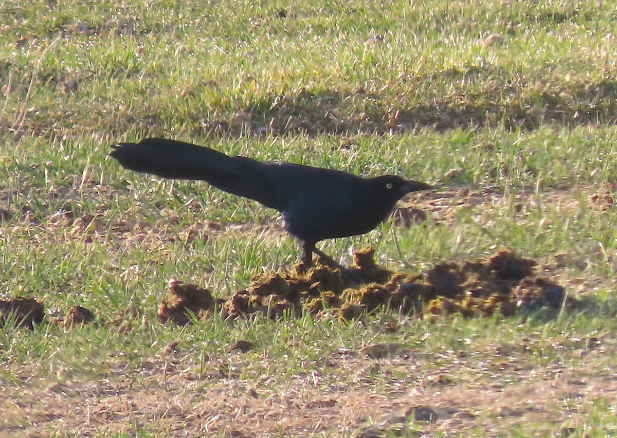 Great-tailed Grackle - ML555752531