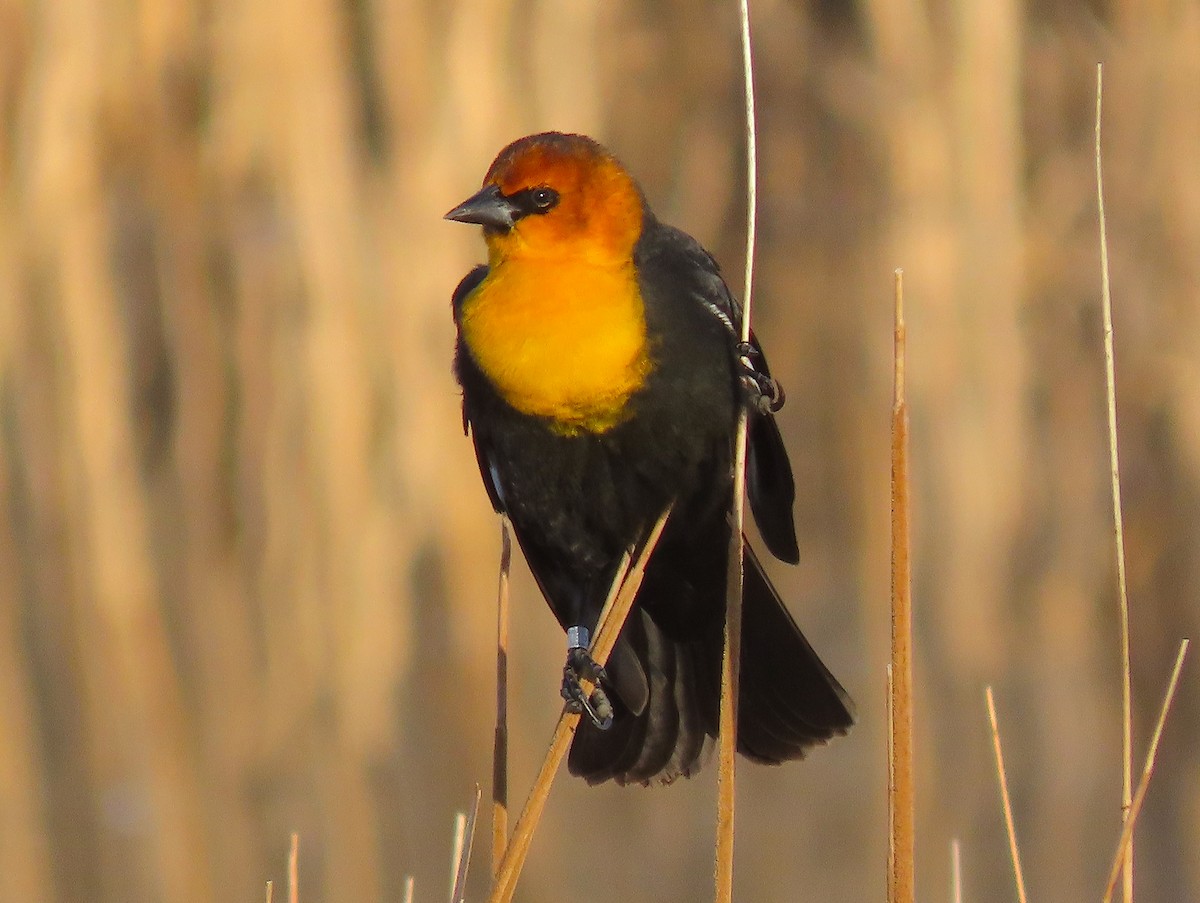 Yellow-headed Blackbird - ML555752641