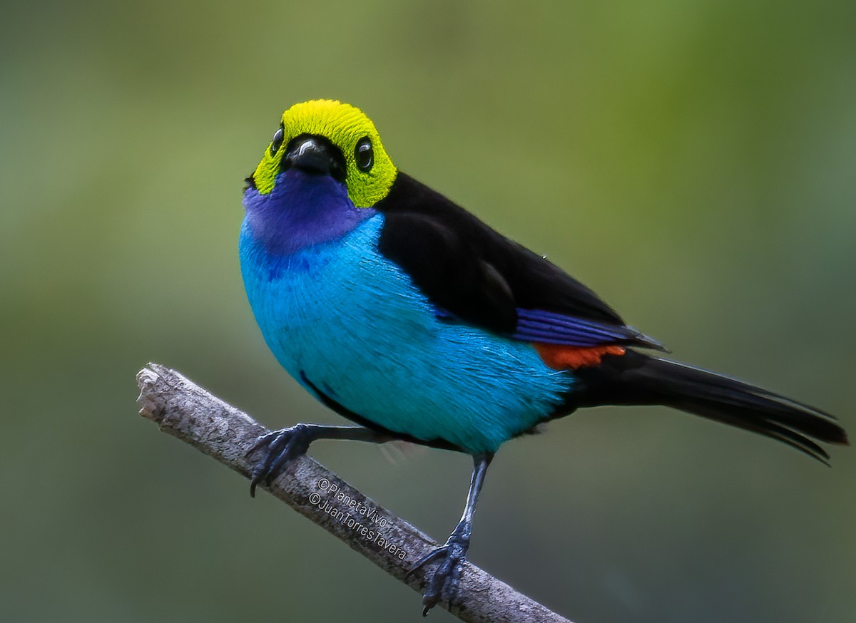 Paradise Tanager - ML555766881