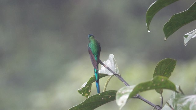 Long-tailed Sylph - ML555770321