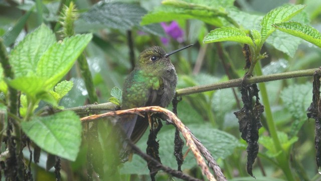 kolibřík zelenkavý - ML555770811