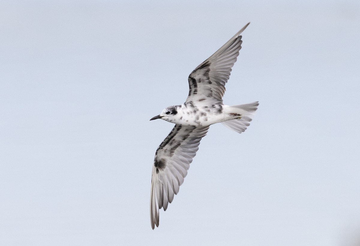 White-winged Tern - ML555771021