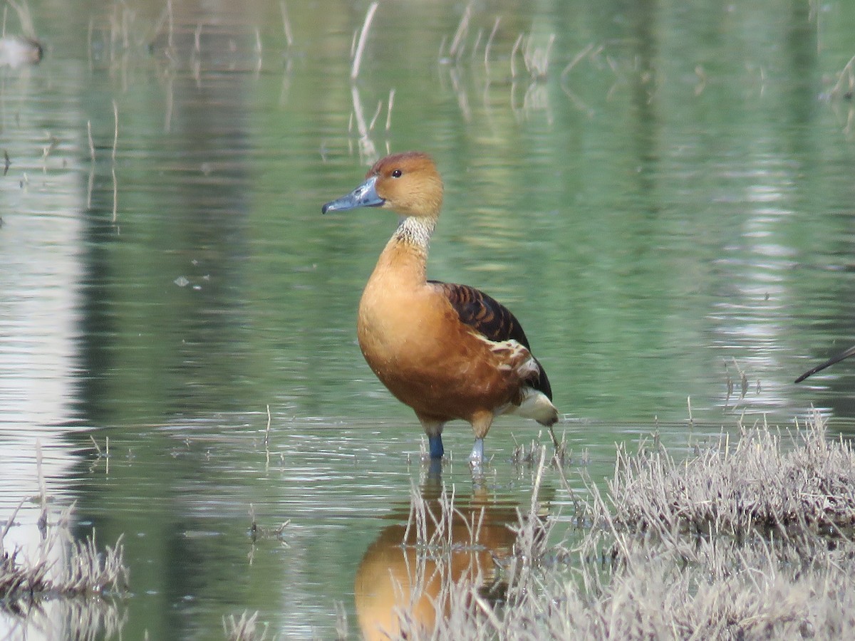 Fulvous Whistling-Duck - Elizabeth Murillo