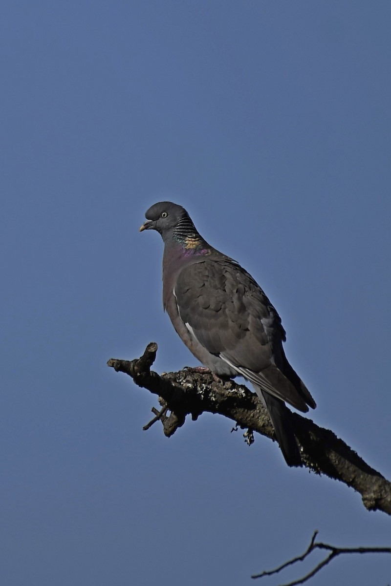 Common Wood-Pigeon - ML555777921