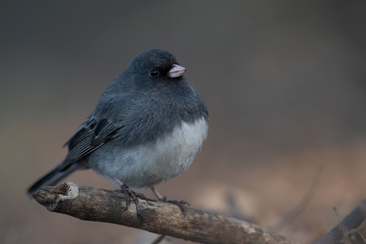 ML555778021 Dark-eyed Junco Macaulay Library