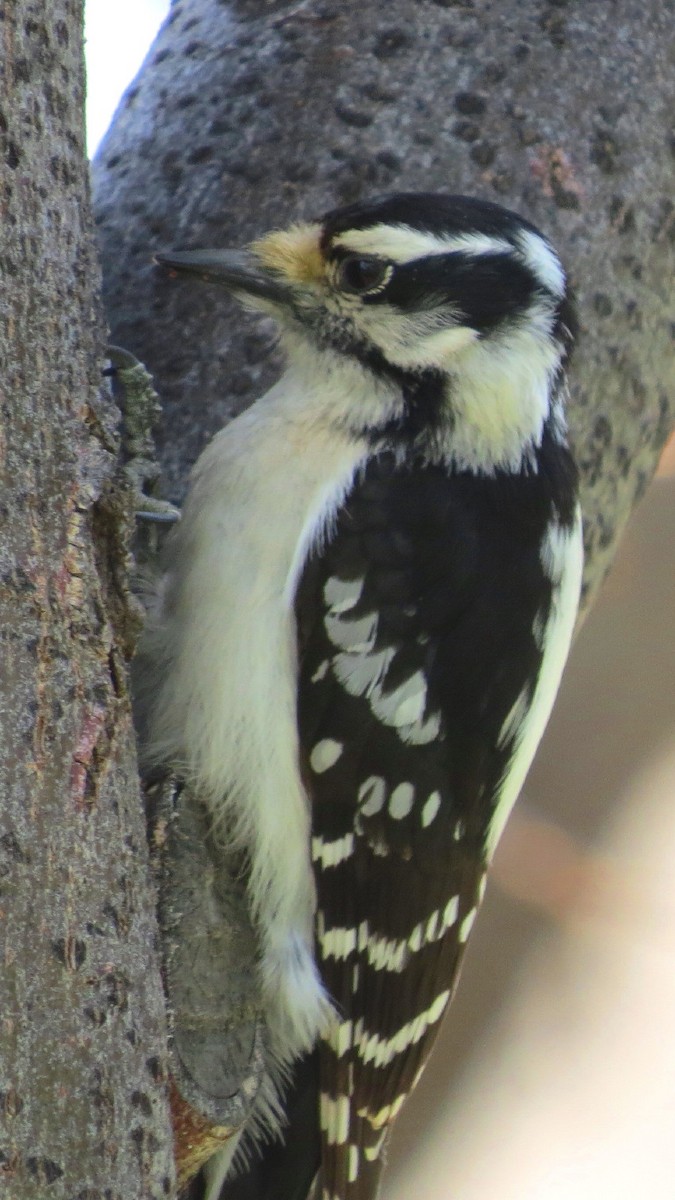 Downy Woodpecker (Rocky Mts.) - ML55578151