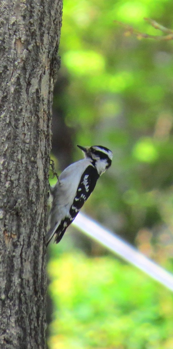 Downy Woodpecker (Rocky Mts.) - ML55578161
