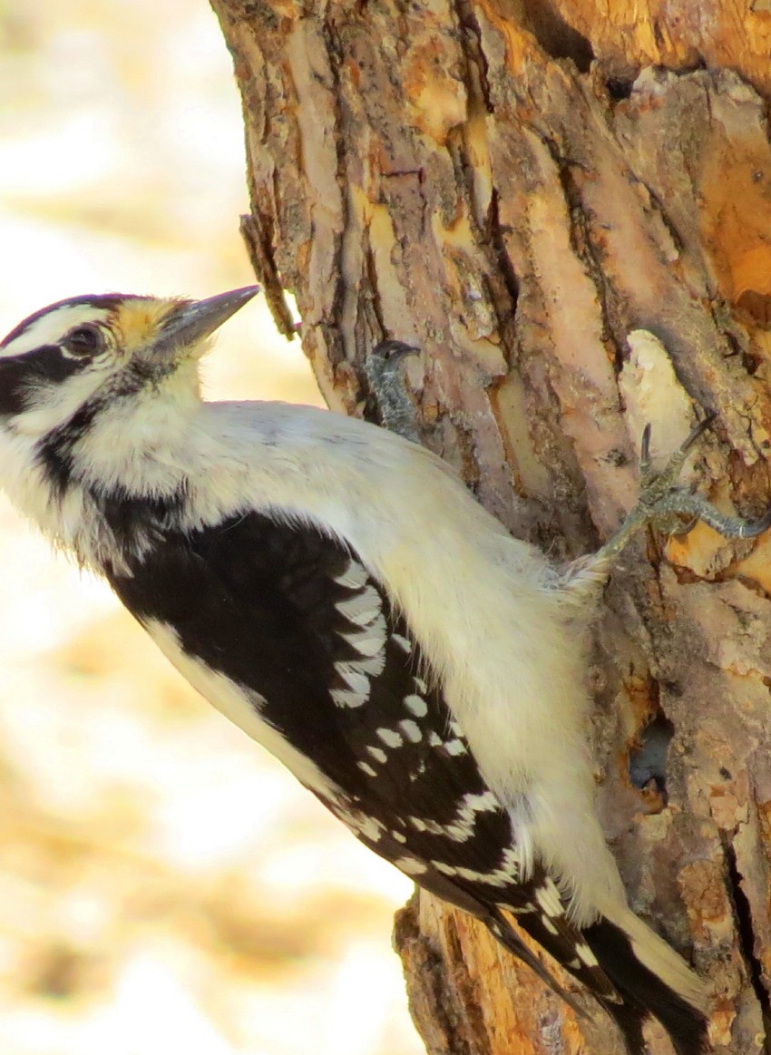 Downy Woodpecker (Rocky Mts.) - ML55578171