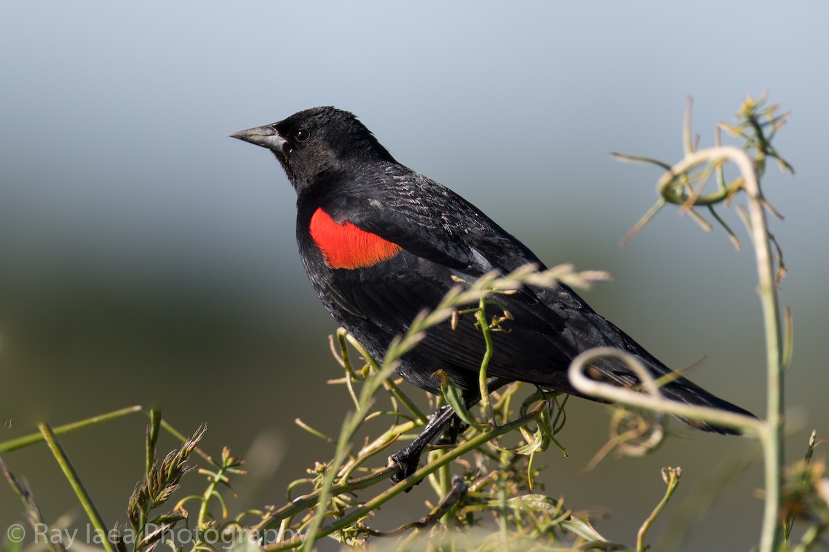 Red-winged Blackbird - ML55578321