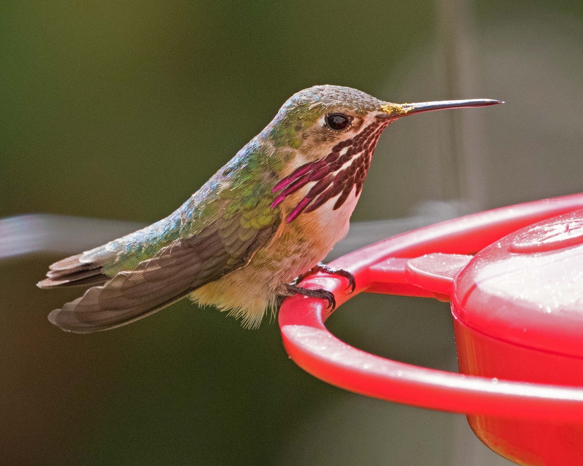 Calliope Hummingbird - Don Marsh