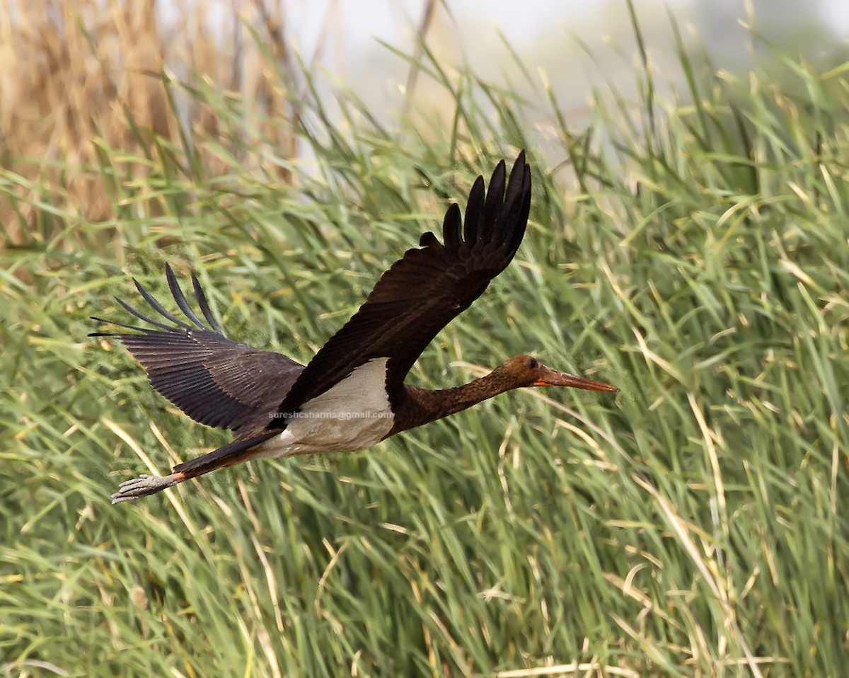 Black Stork - Suresh Sharma