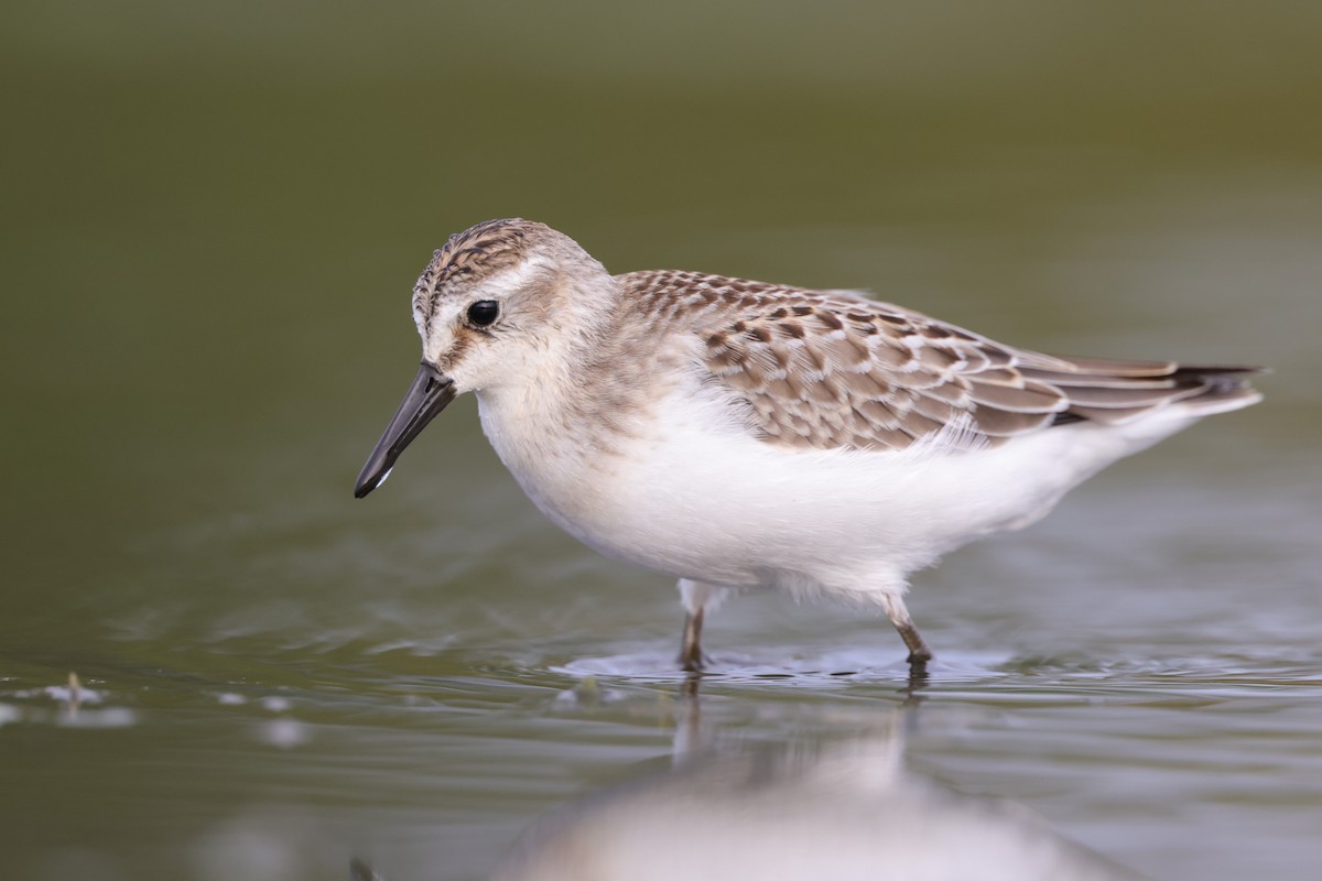 ML555787101 - Semipalmated Sandpiper - Macaulay Library