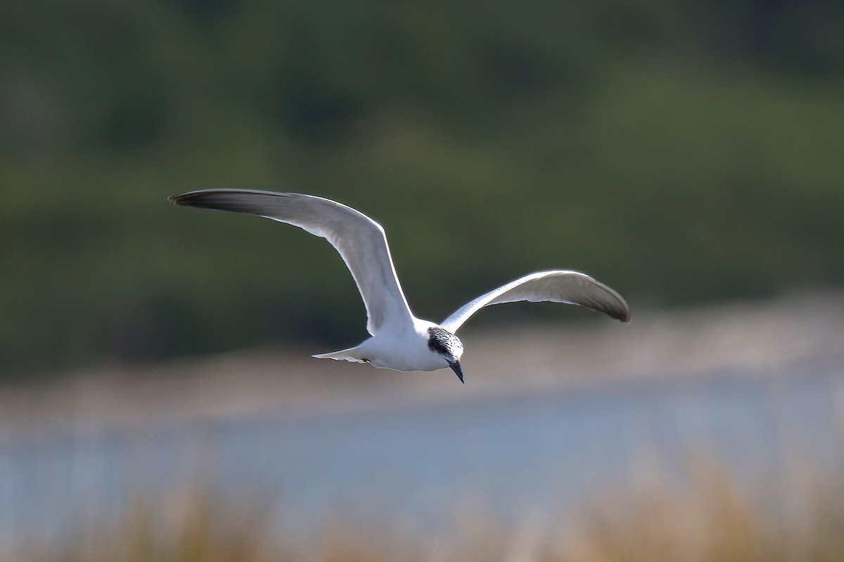 Gull-billed/Australian Tern - Neill Haggarty