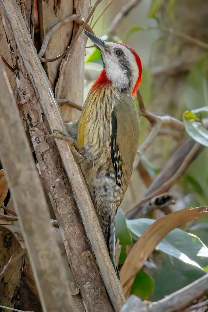Cuban Green Woodpecker - ML555812241