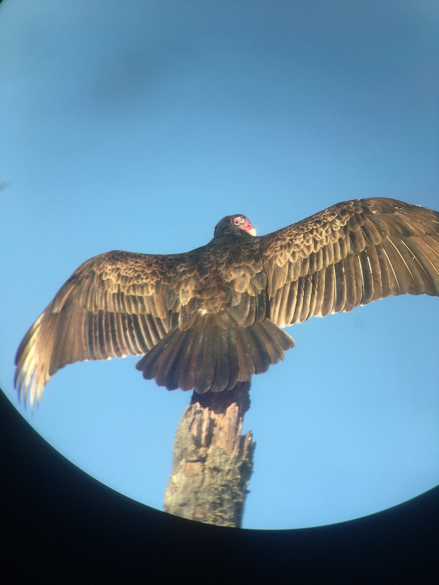 Turkey Vulture - ML555812341