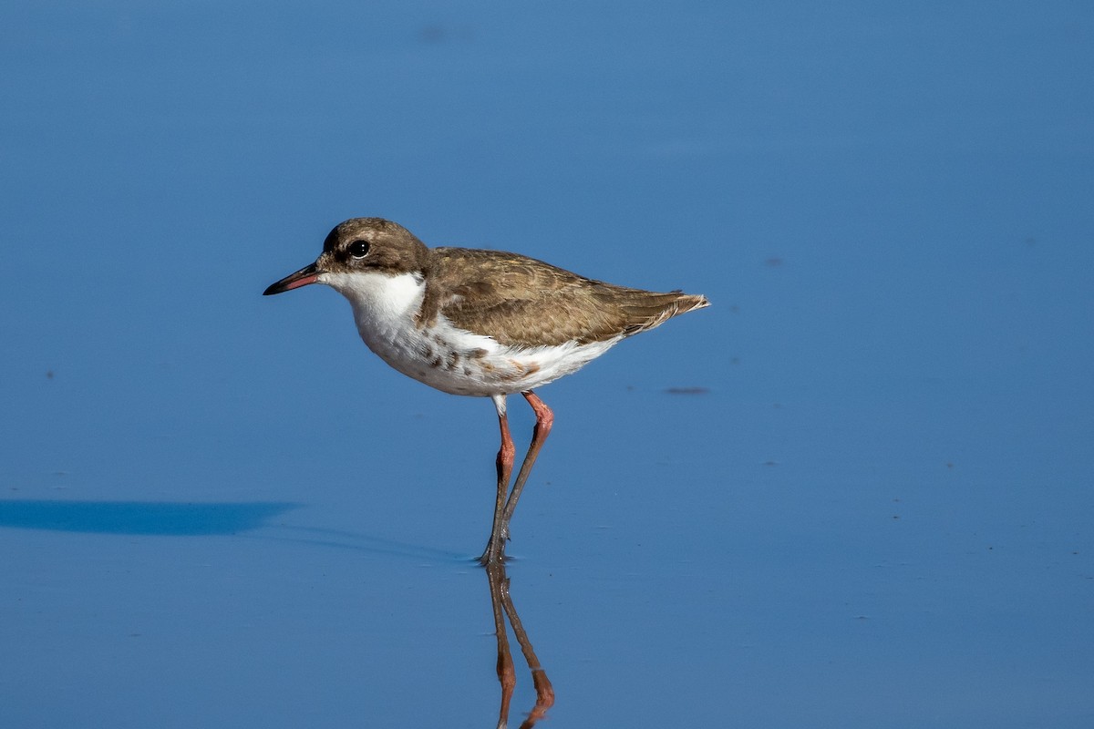Red-kneed Dotterel - ML555816561