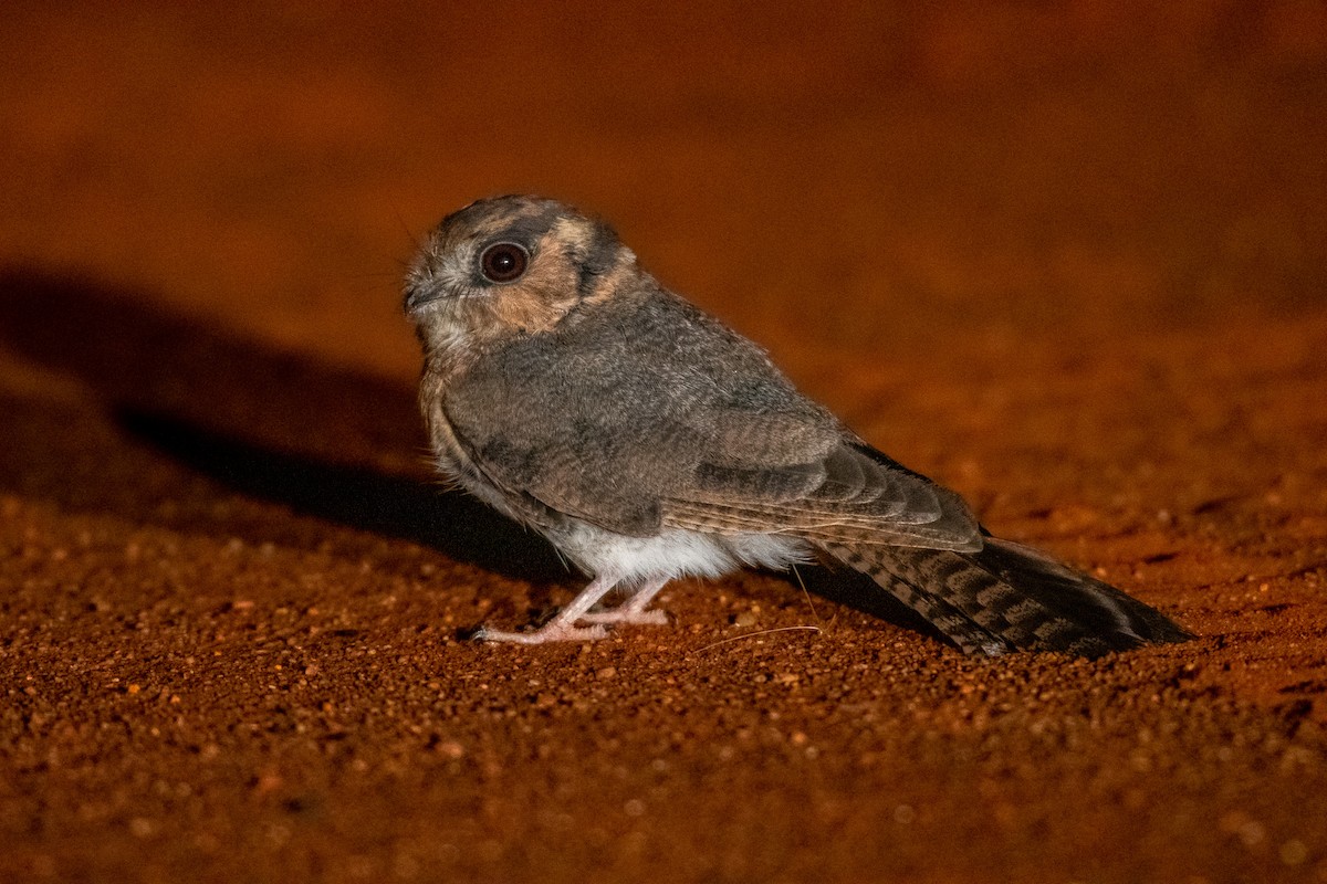 Australian Owlet-nightjar - ML555818341