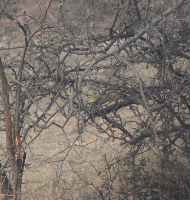 White-tailed Iora - Prashant Subramanian