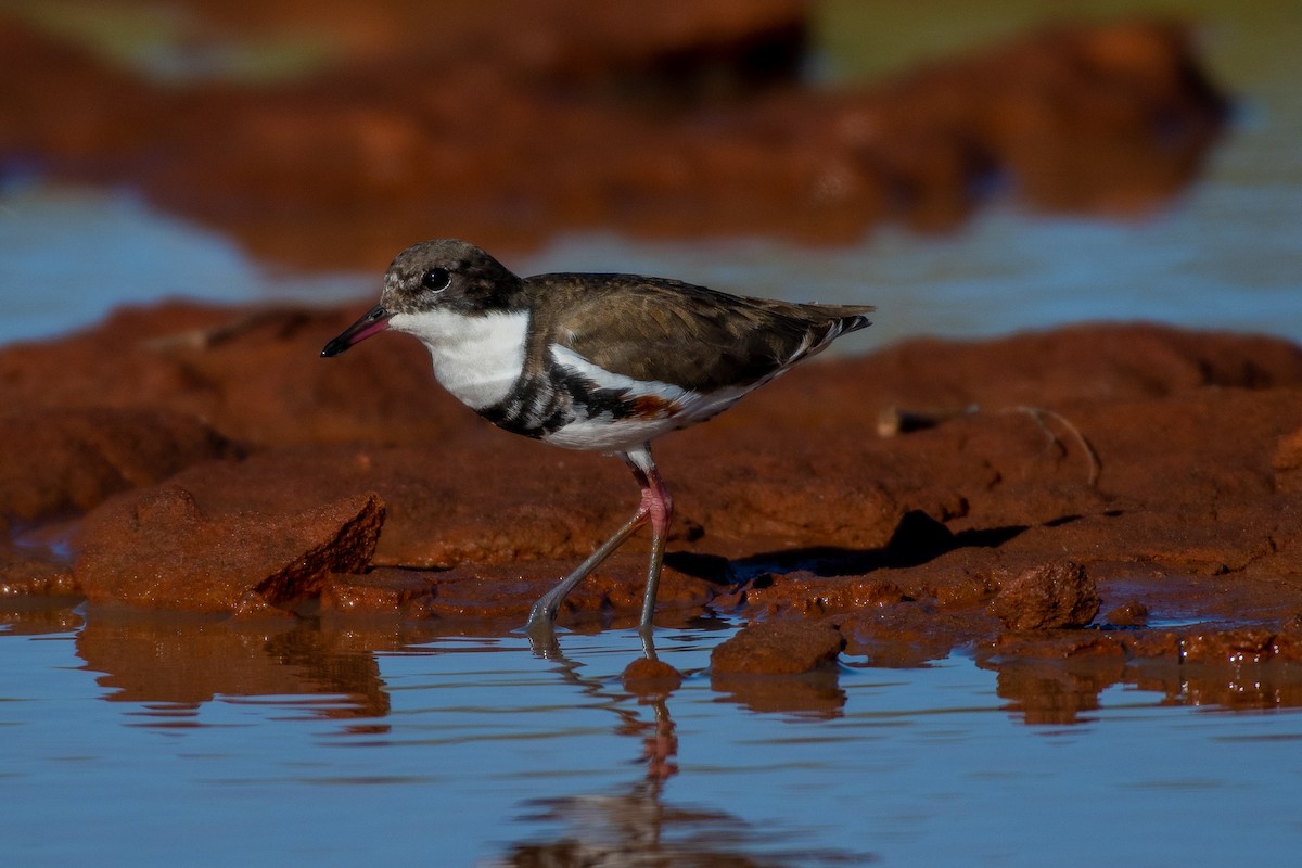 Red-kneed Dotterel - ML555820151