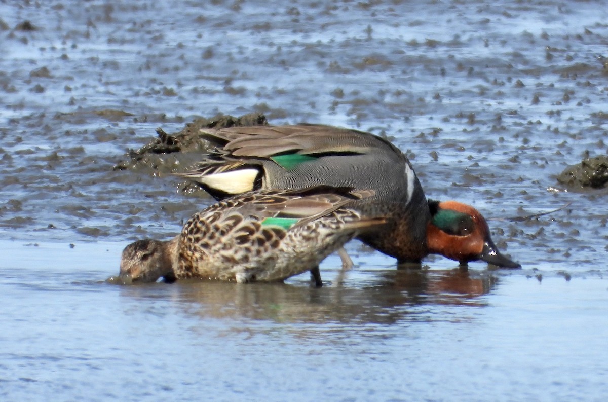 Green-winged Teal - ML555821811